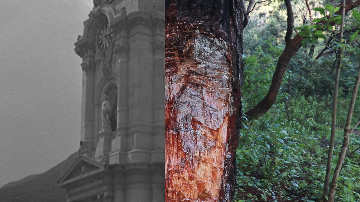 Diptych film still with a black-and-white image of a Western cathedral on the left and tree trunk with bark scraped away in a green forest on the right.