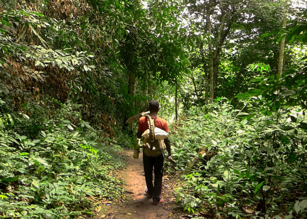 A person walks along a trail surrounded by dense, vibrant greenery. 