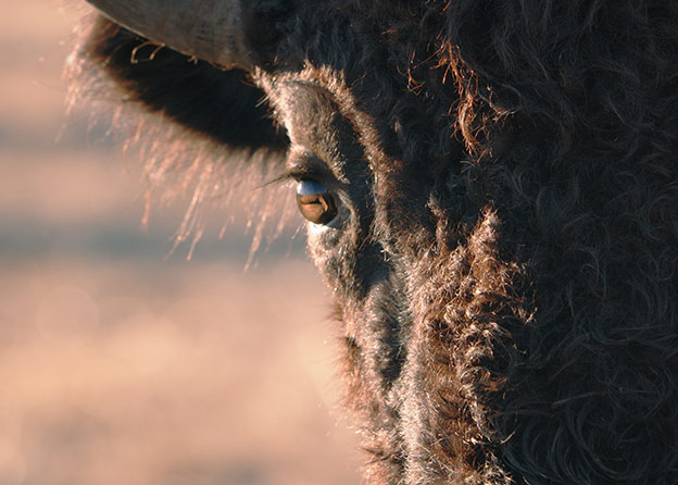 Close-up on the face and eye of a woolly dark brown buffalo.